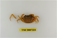 藏品(屏東澤蟹)的圖片